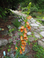 /album/fotogalerie-nabidka/digitalis-obscura-jpg/